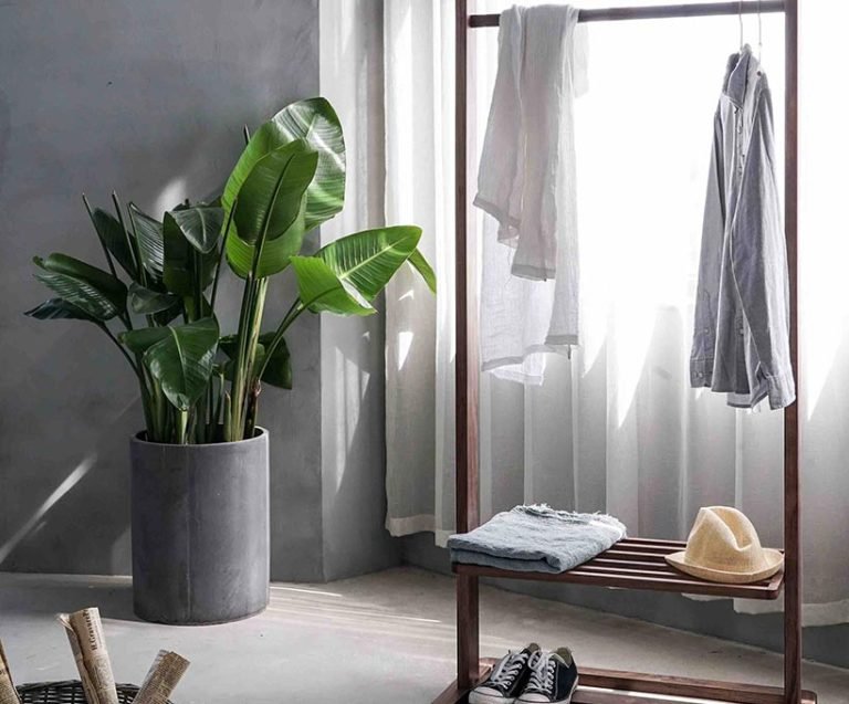 plants